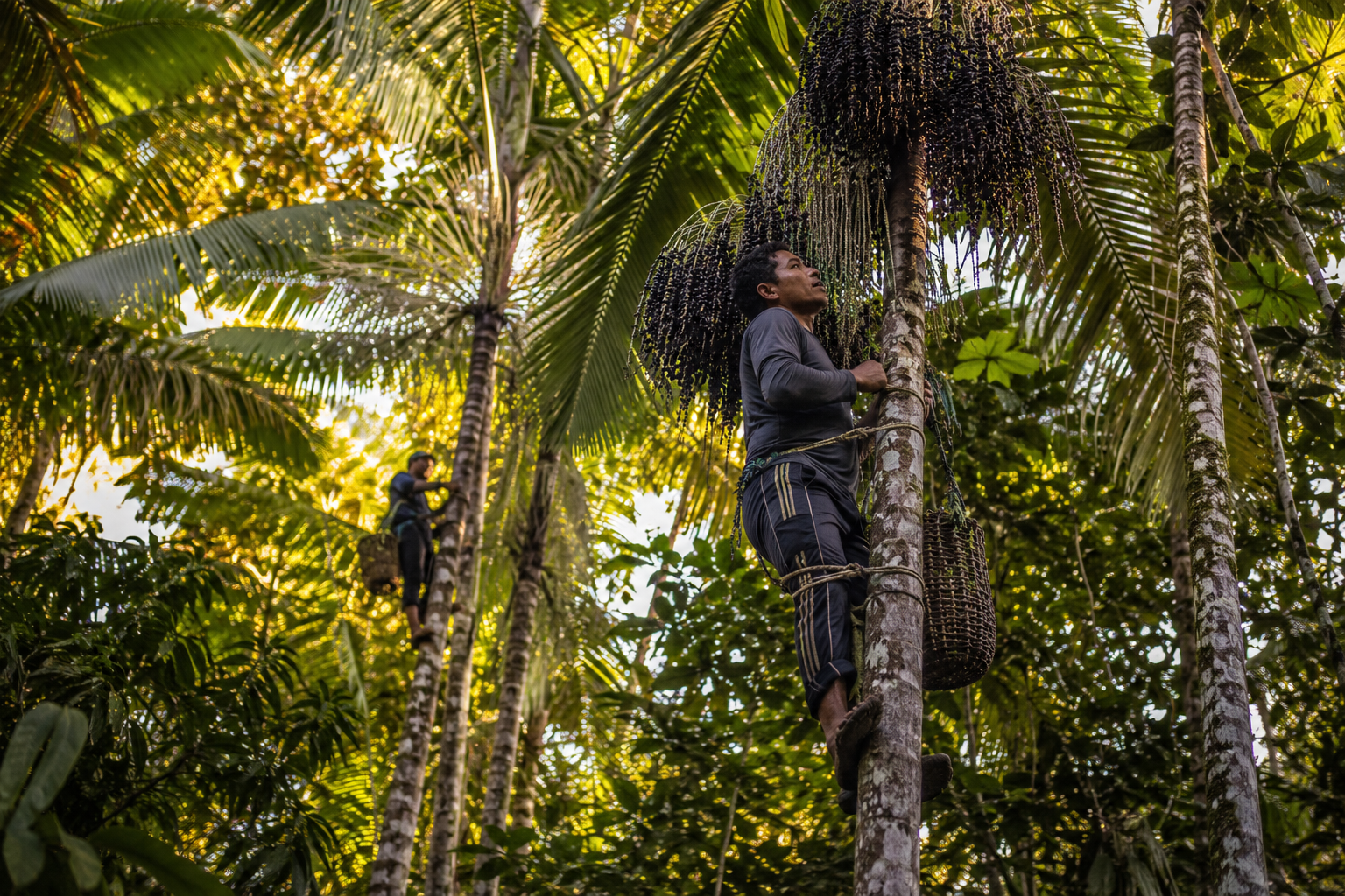 Acai Sustainability and Environmental Impact